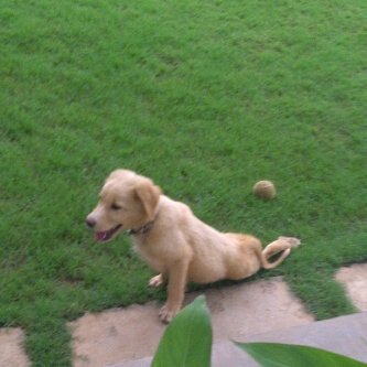 Junior the dog at the ESDS office